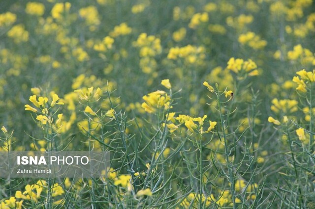 نجات از تنش آبی در آذربایجان غربی با کاشت کلزا