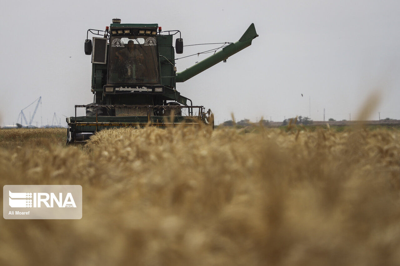 خرید 60.000 تن گندم از کشاورزان آذربایجان غربی