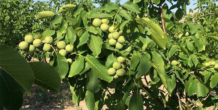 آغاز برداشت گردو از باغات آذربایجان‌غربی