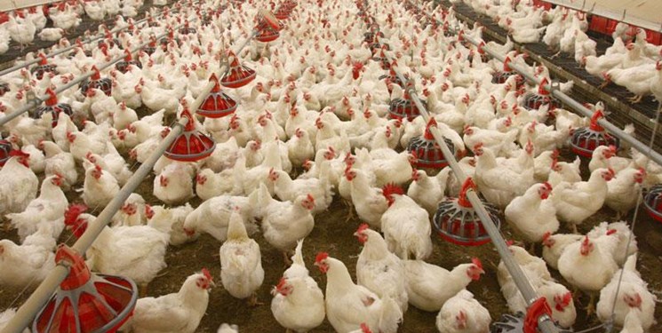 سرمایه‌گذاری ۸6هزار میلیارد ریالی در صنعت مرغ آذربایجان‌غربی