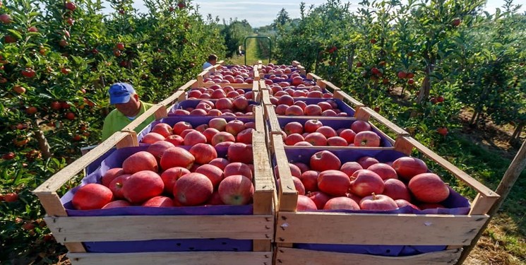 افزایش ۴۳درصدی تولید سیب در آذربایجان‌غربی
