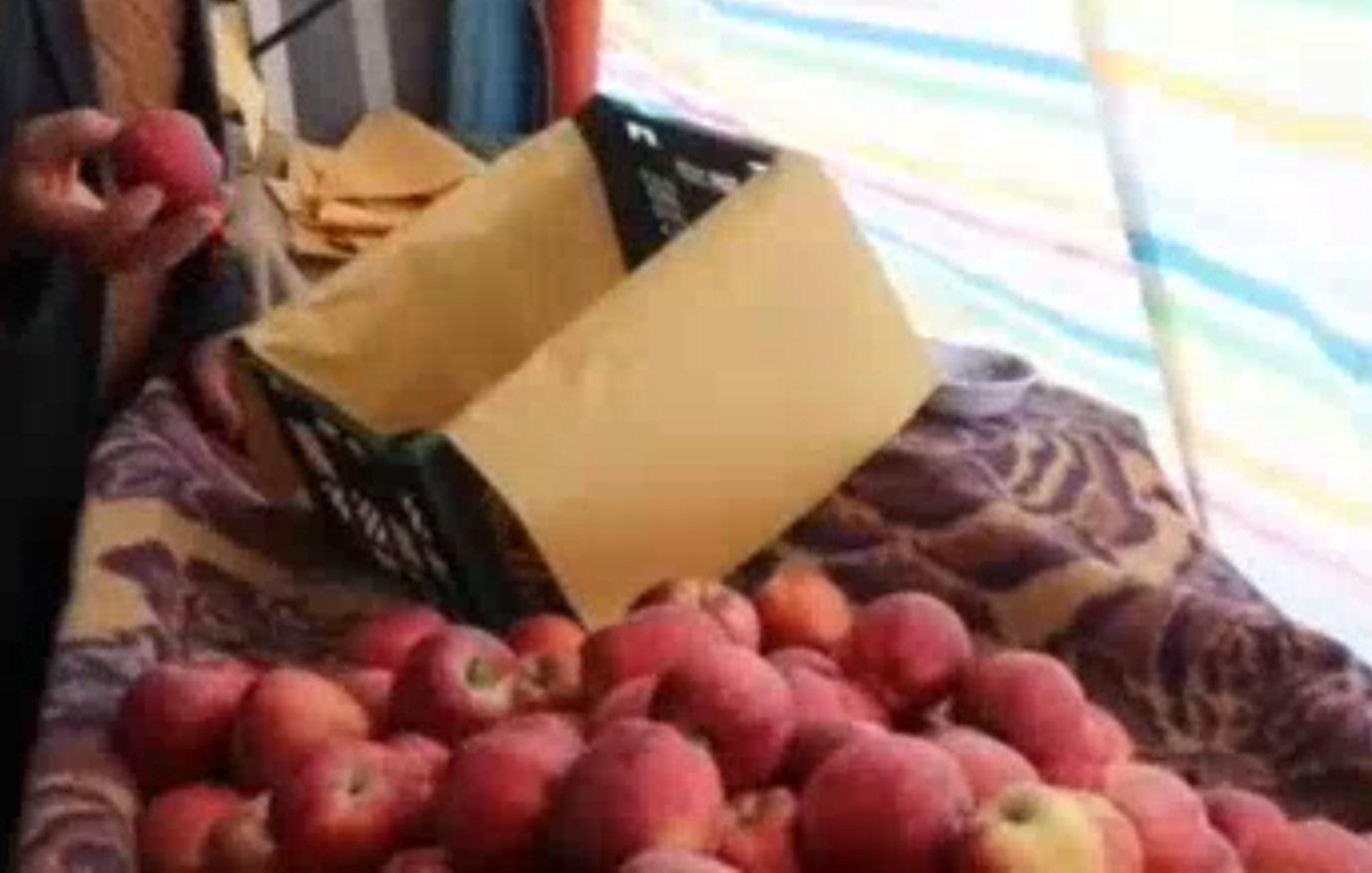 کشاورزان میاندوآبی از وضعیت نامطلوب بازار سیب می‌گویند