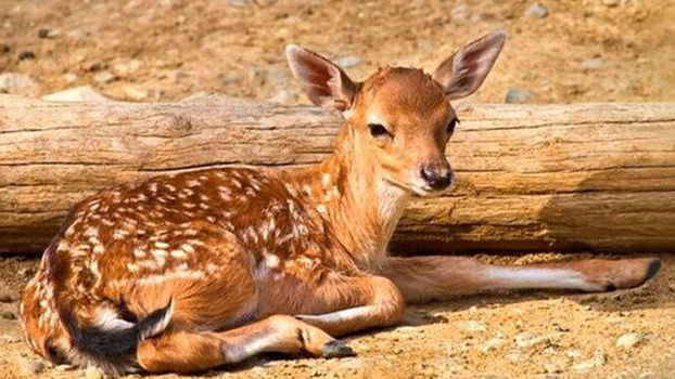 تولد نخستین گوزن زرد ایرانی در پارک ملی دریاچه ارومیه