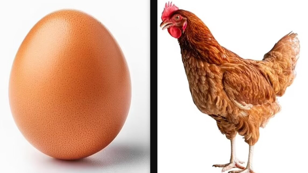 نرخ مصوب مرغ و تخم مرغ اعلام شد