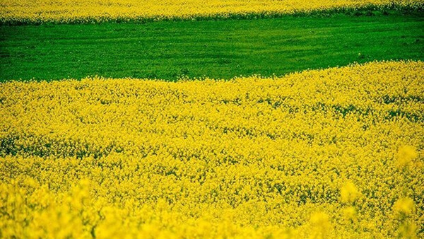 نبود دیپلماسی اقتصادی فعال؛ مانع بزرگ توسعه صادرات آذربایجان غربی