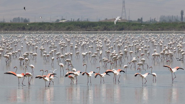 افزایش ۳۰ درصدی پرندگان مهاجر در تالاب‌های نقده