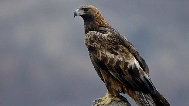 ۱۵ پرنده شکاری در مهاباد به طبیعت بازگشتند