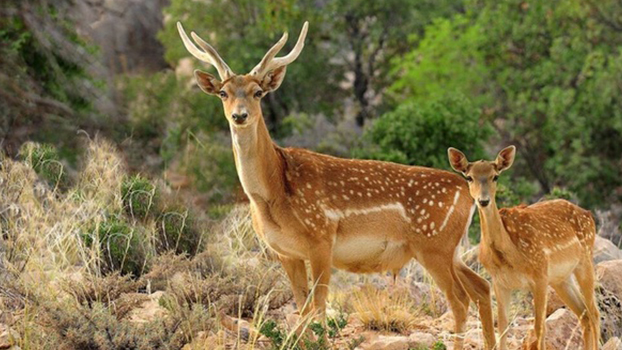 خانواده گوزن ایرانی در ارومیه ۱۶ راسی شد