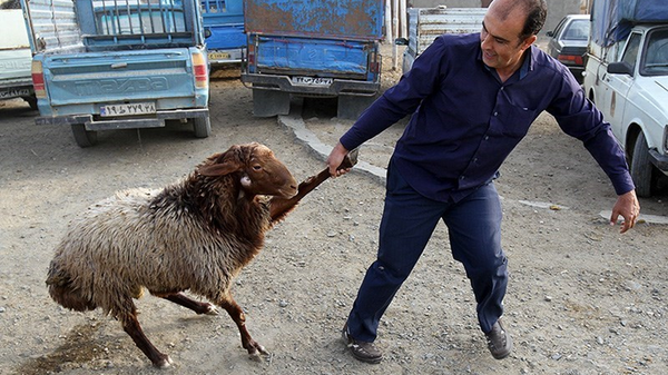 نرخ گوسفند قربانی مشخص شد