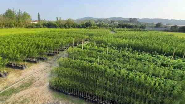 جهش کشاورزی در میاندوآب با راه‌اندازی مرکز عرضه نهال