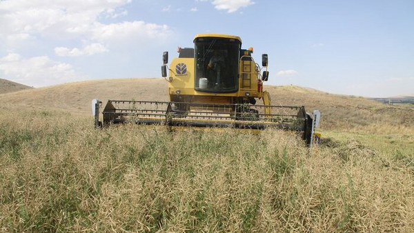 پیش‌بینی تولید ۷۰۰ هزار تن گندم در آذربایجان غربی