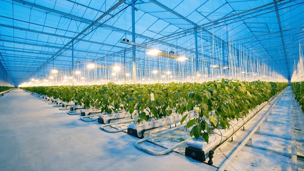 پزشکیان: گلخانه‌ها باید به سواحل جنوبی منتقل شود