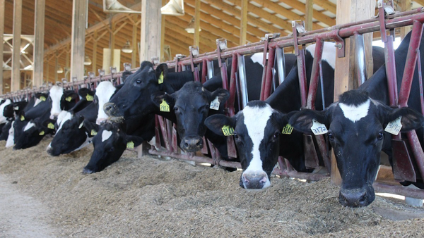 وعده تامین نهاده دامداران با سه رویکرد جدید از سوی وزارت جهاد