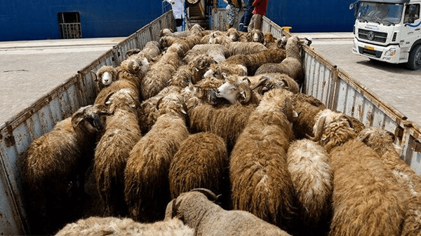 ناکامی قاچاقچیان در خروج ۲۷۱ رأس احشام از مرزهای آذربایجان غربی